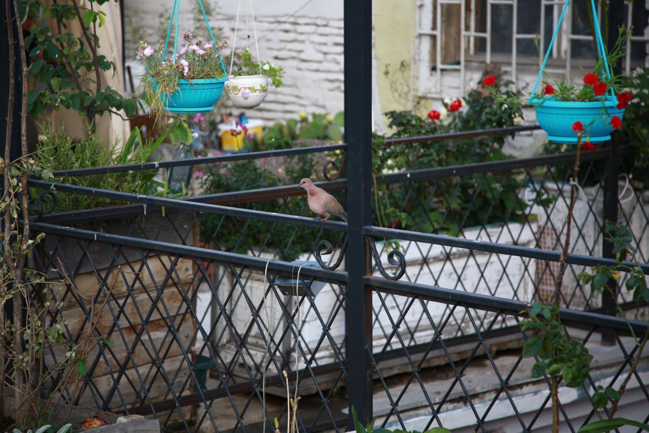 Terrace Garden Boutique Hotel Tbilisi Exterior photo